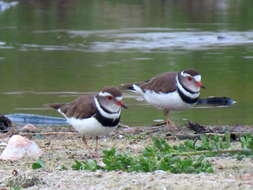 Слика од Charadrius tricollaris tricollaris Vieillot 1818