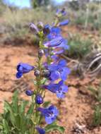 Image of bluestem beardtongue