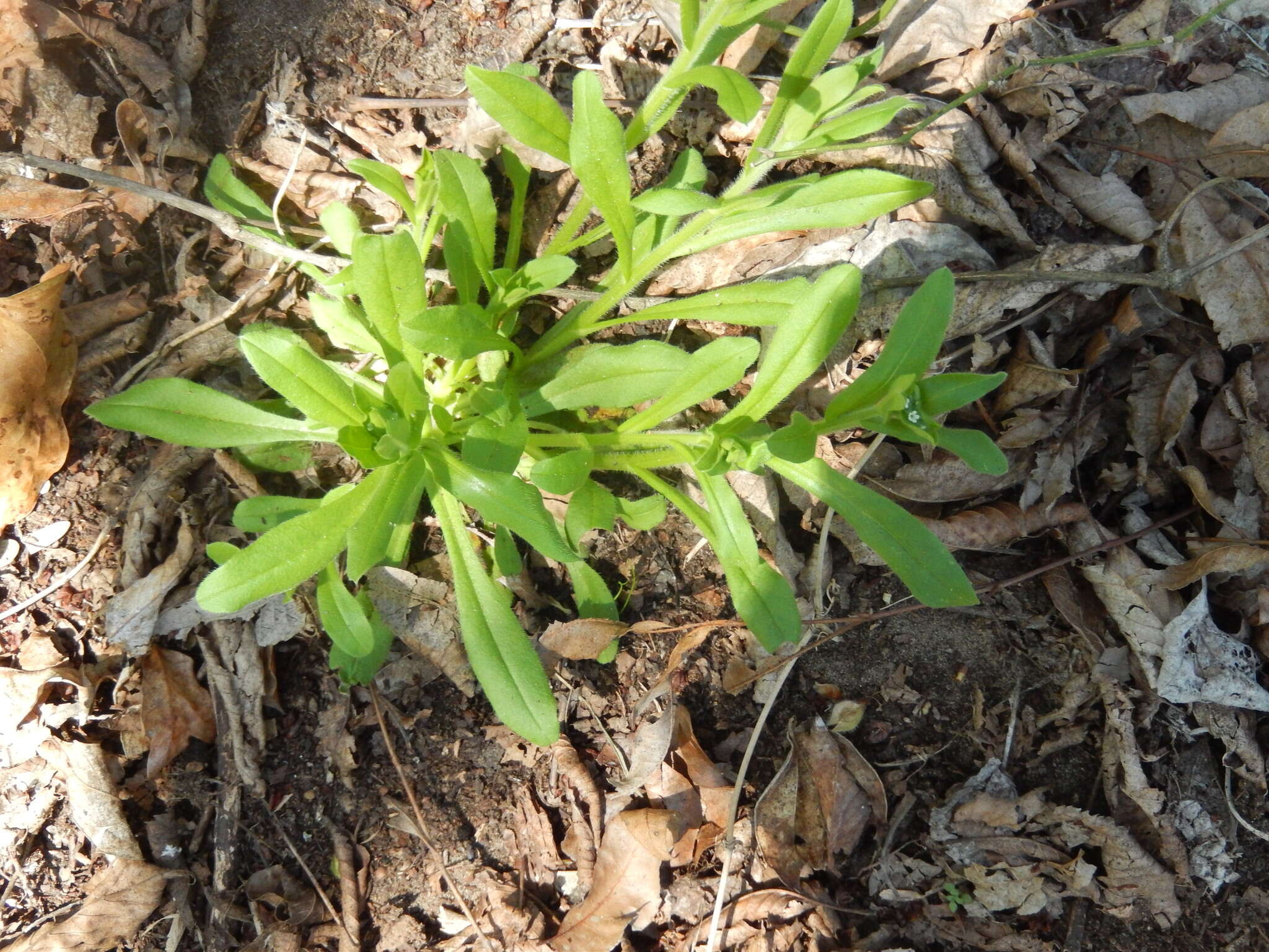 Imagem de Myosotis macrosperma Engelm.