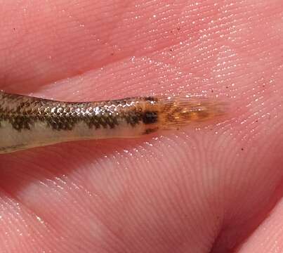 صورة Etheostoma duryi Henshall 1889