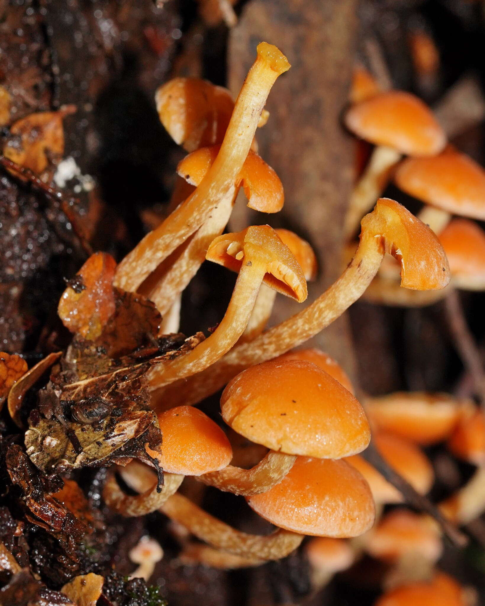 Image of Hypholoma fasciculare var. armeniacum (Y. S. Chang & A. K. Mills) Y. S. Chang, A. K. Mills, G. M. Gates & Ratkowsky