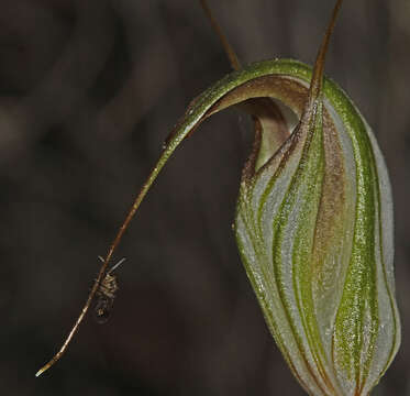 Image of Fisch's greenhood