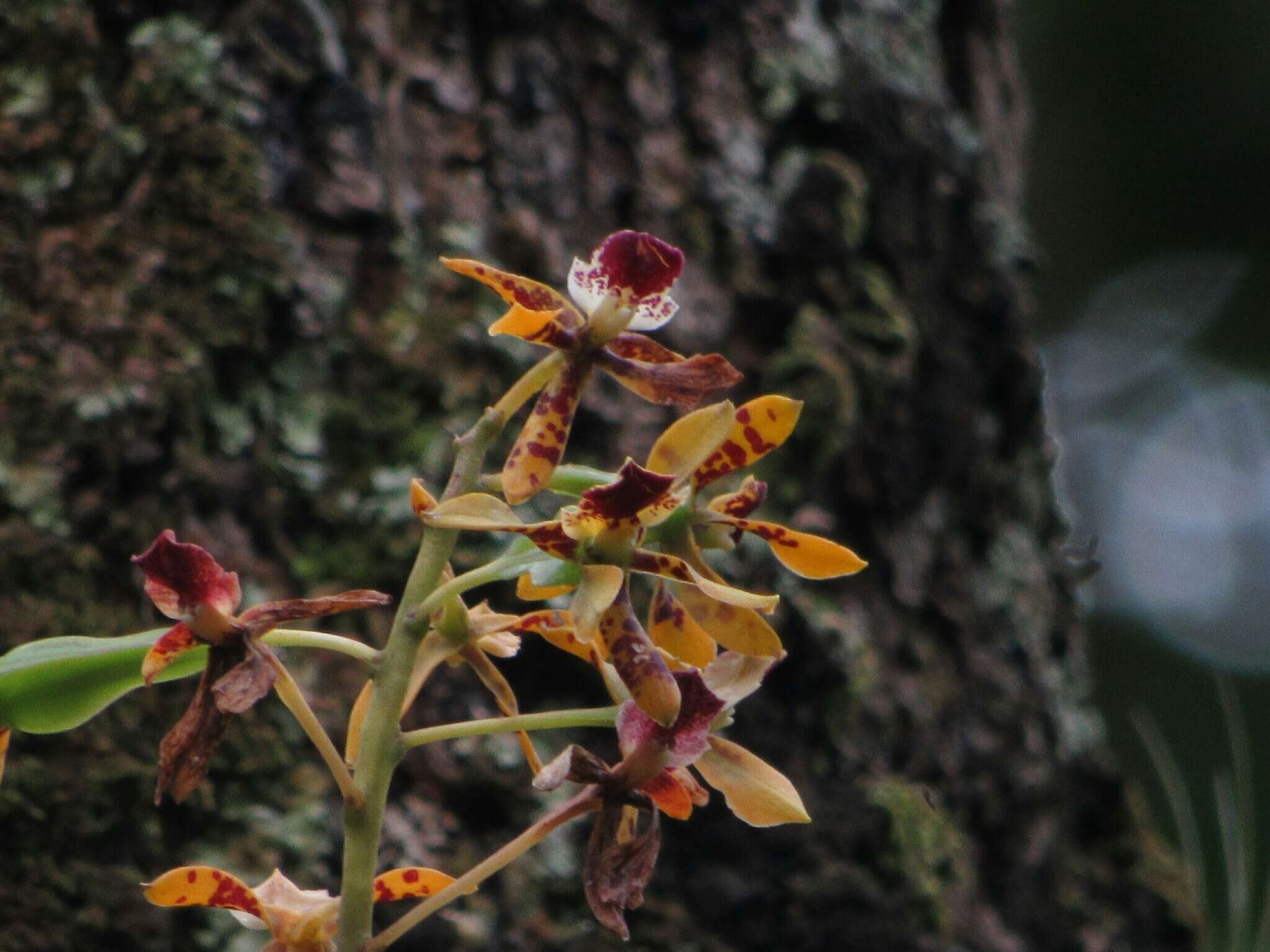 Image of Prosthechea sceptra (Lindl.) W. E. Higgins