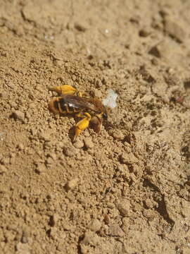 Image of tawny Nesocolletes