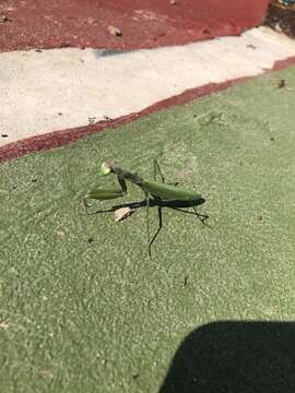 Image of Mantis religiosa religiosa (Linne 1758)