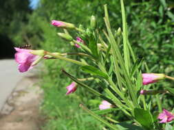 Image of Great Willowherb