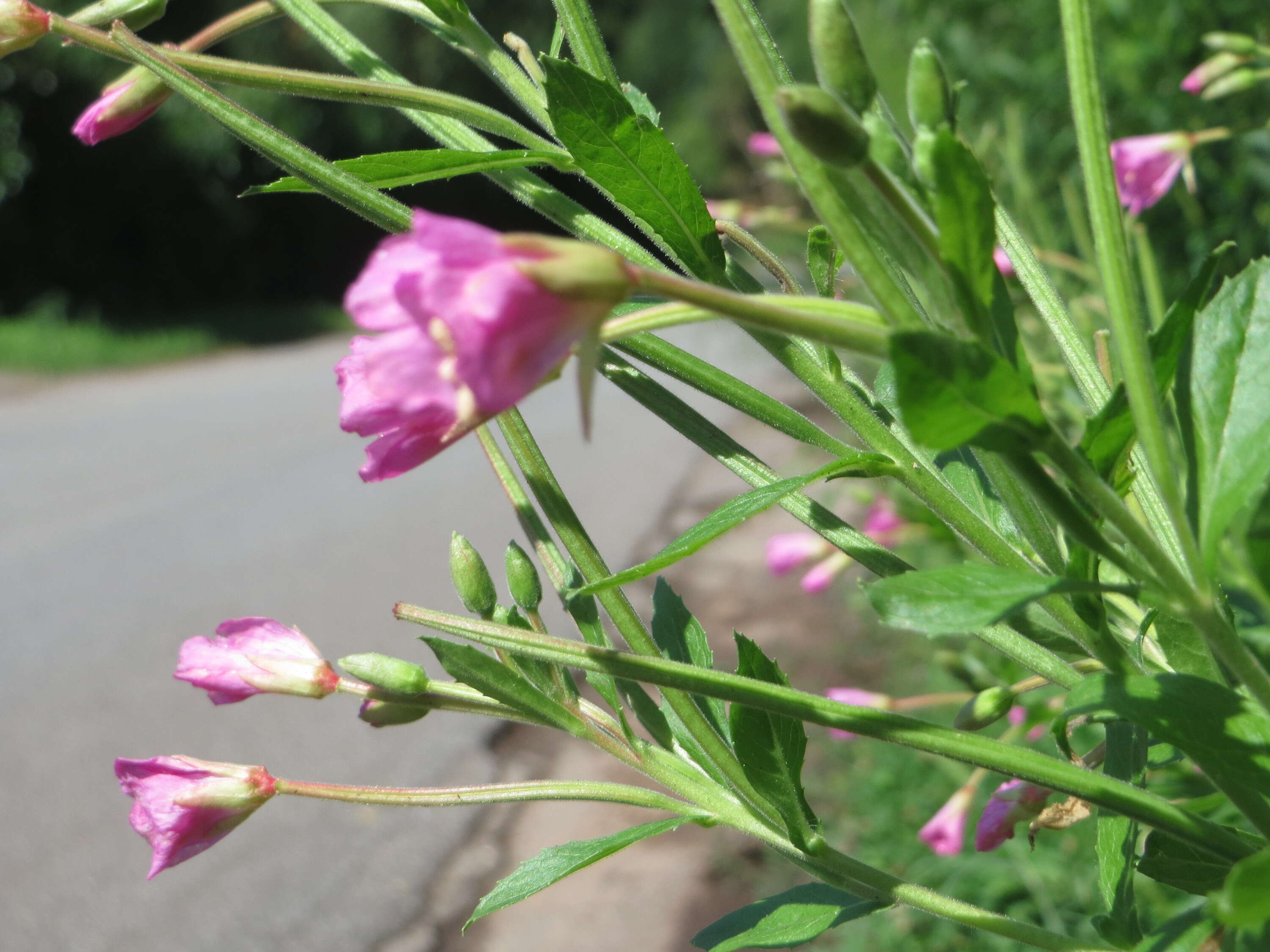 Image of Great Willowherb