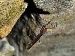 Image of Austrotipula hudsoni (Hutton 1900)