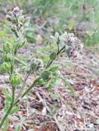 Image of Cynoglossum clandestinum Desf.