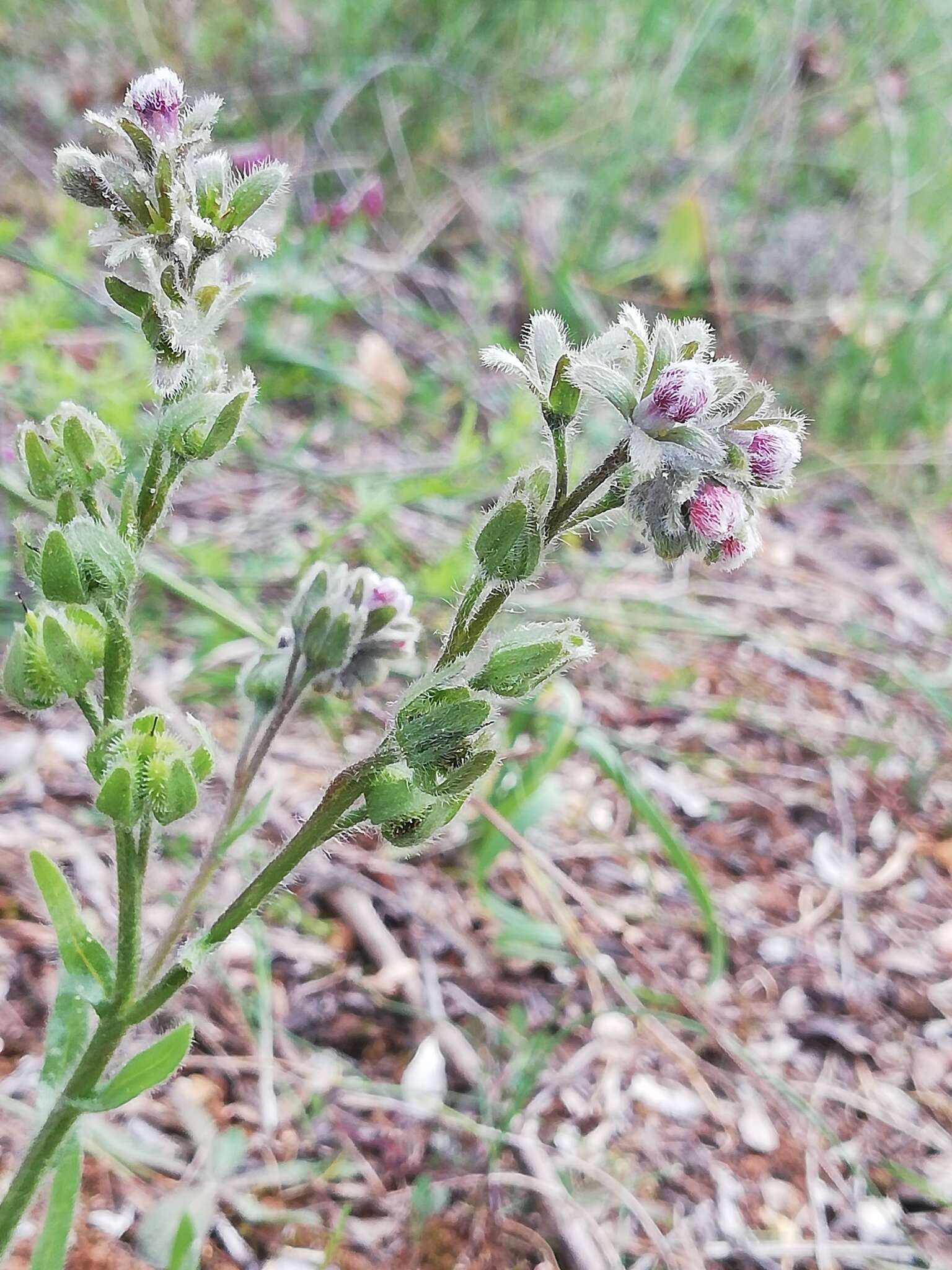 Sivun Cynoglossum clandestinum Desf. kuva