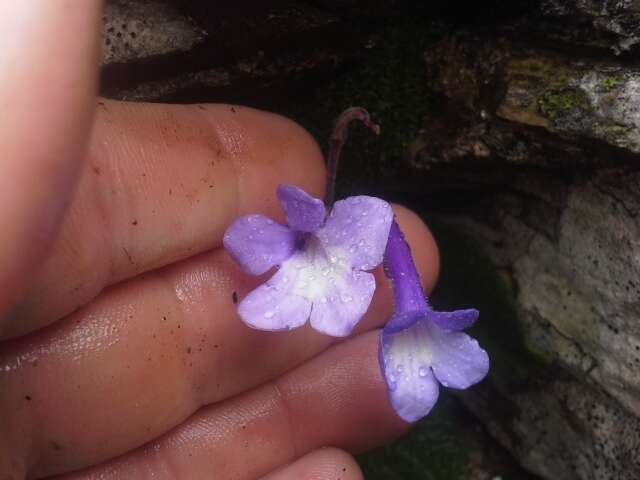 Sivun Streptocarpus hilburtianus T. J. Edwards kuva