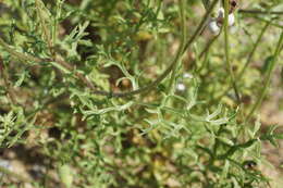 Image of Papaver arenarium M. Bieb.