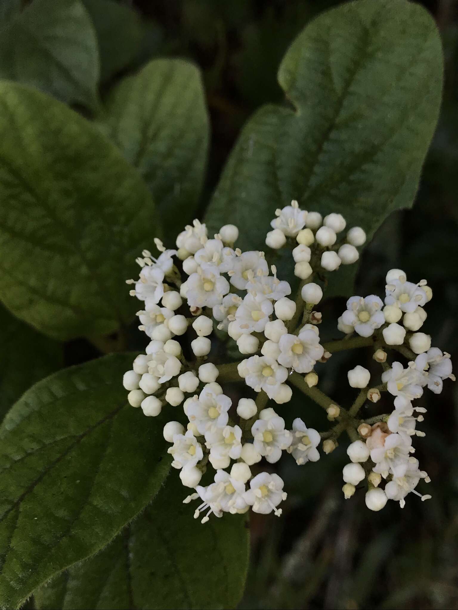 Image of Viburnum tinoides L. fil.