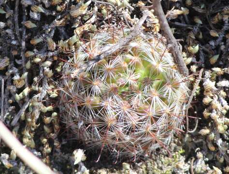 Image of Mammillaria jaliscana (Britton & Rose) Boed.