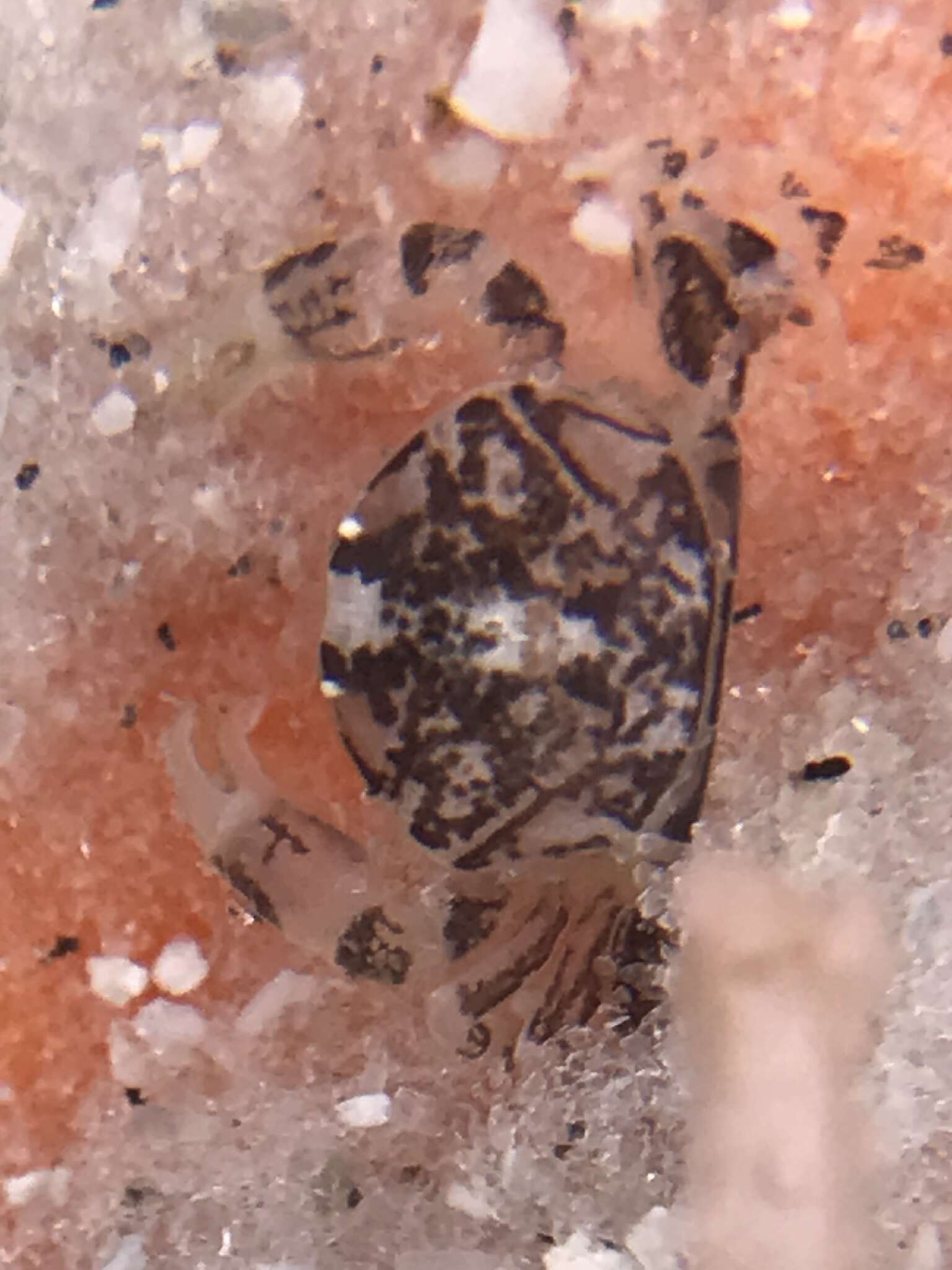 Image of sand-dollar pea crab