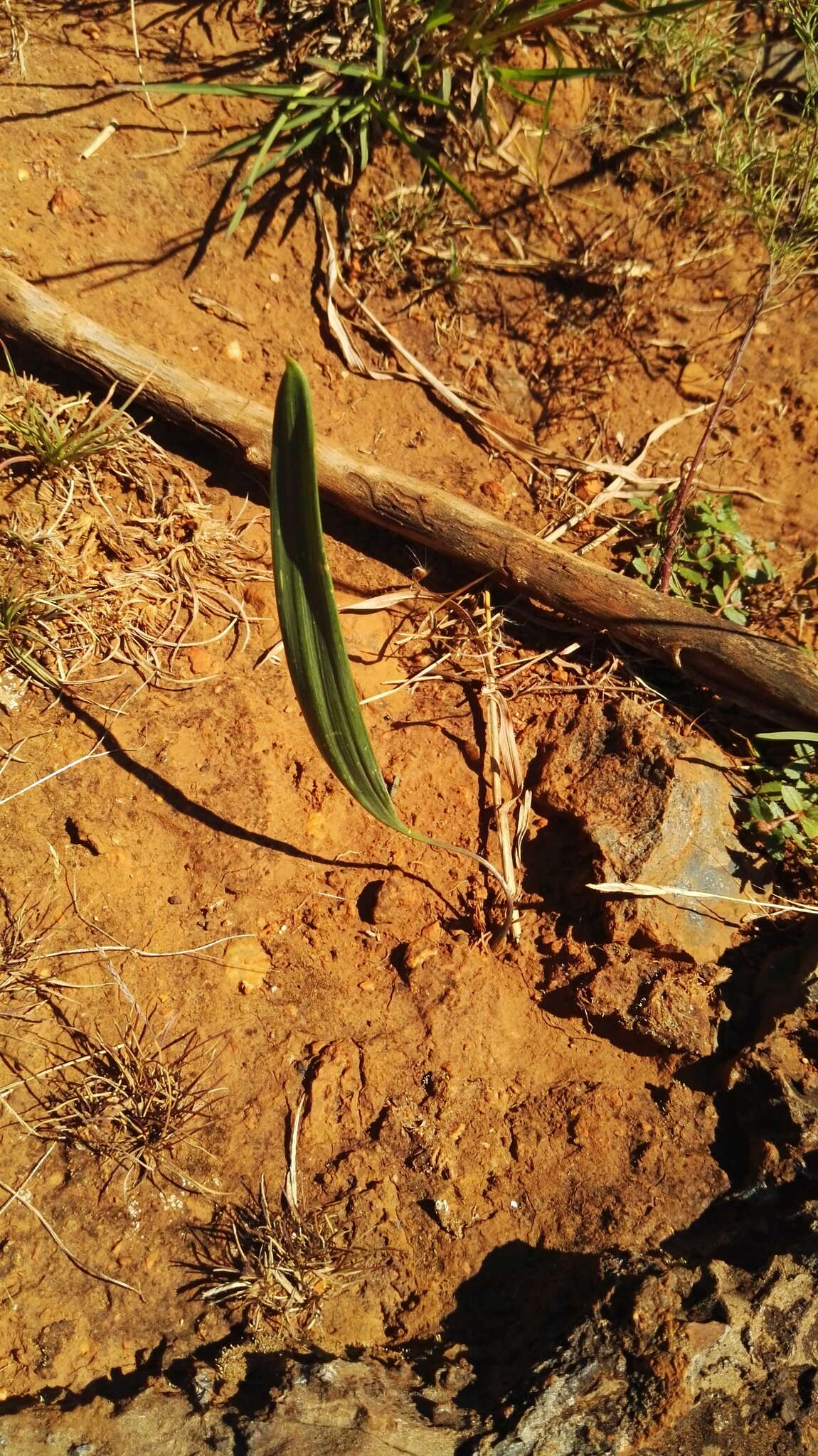 Image of Eriospermum abyssinicum Baker