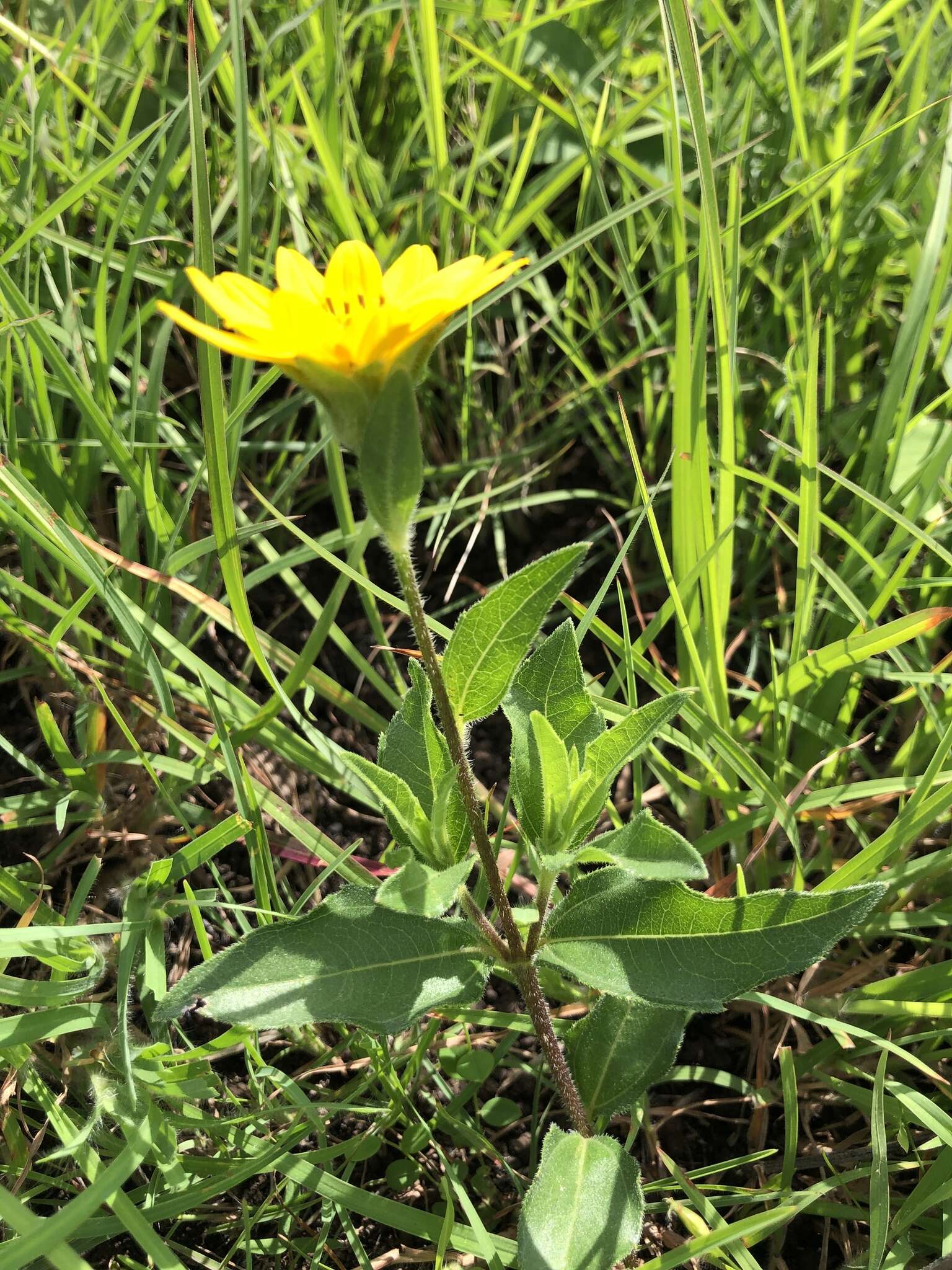 Image of Aspilia natalensis (Sond.) Wild