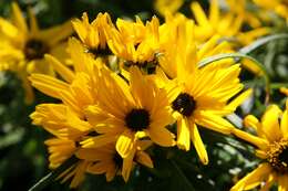 Image of willowleaf sunflower