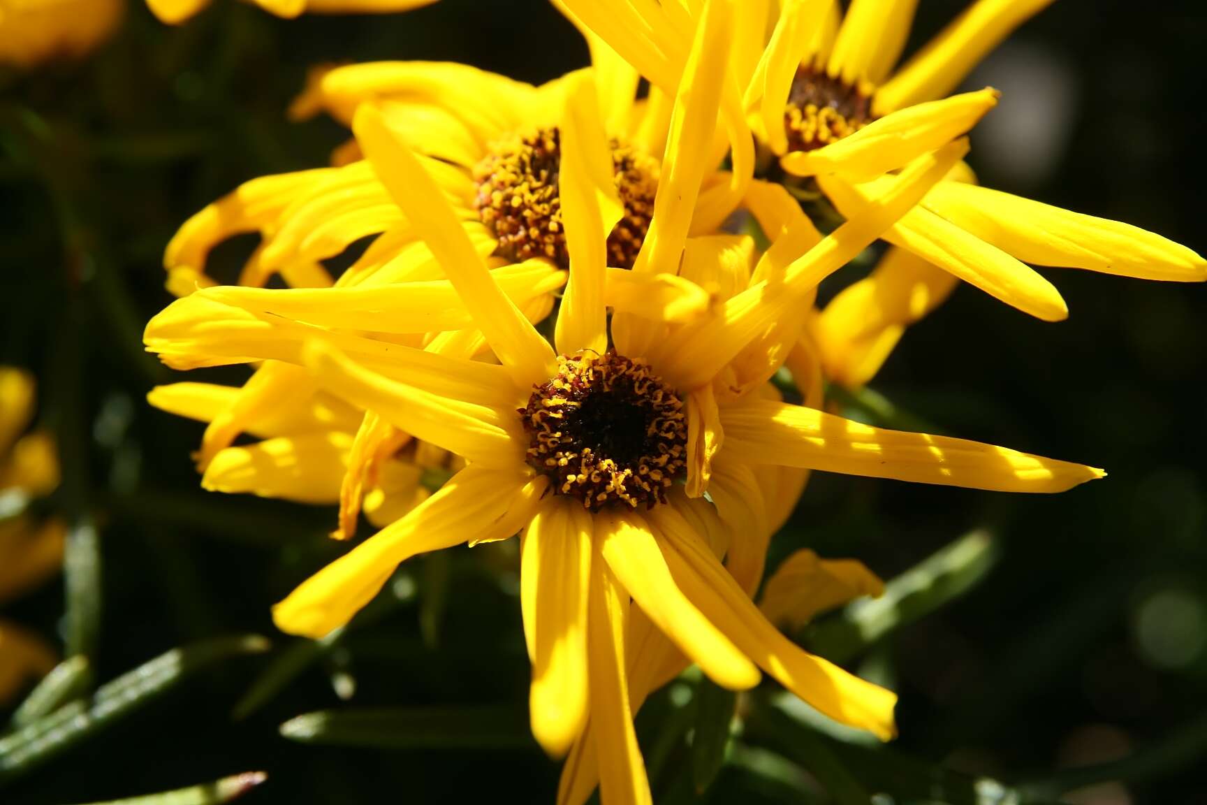 Image of willowleaf sunflower