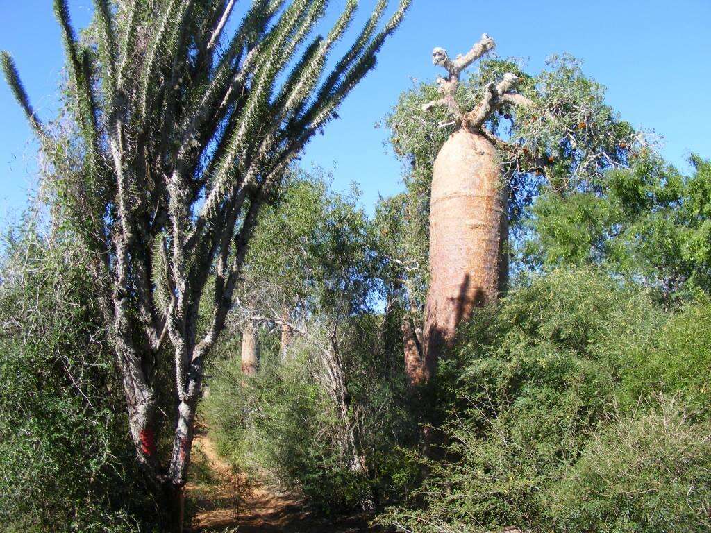 Image of Didierea madagascariensis Baill.