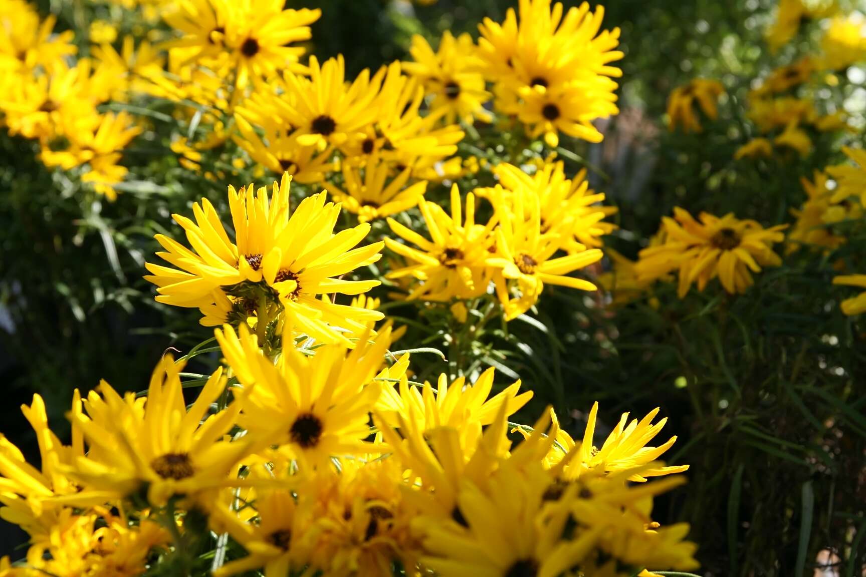 Image of willowleaf sunflower