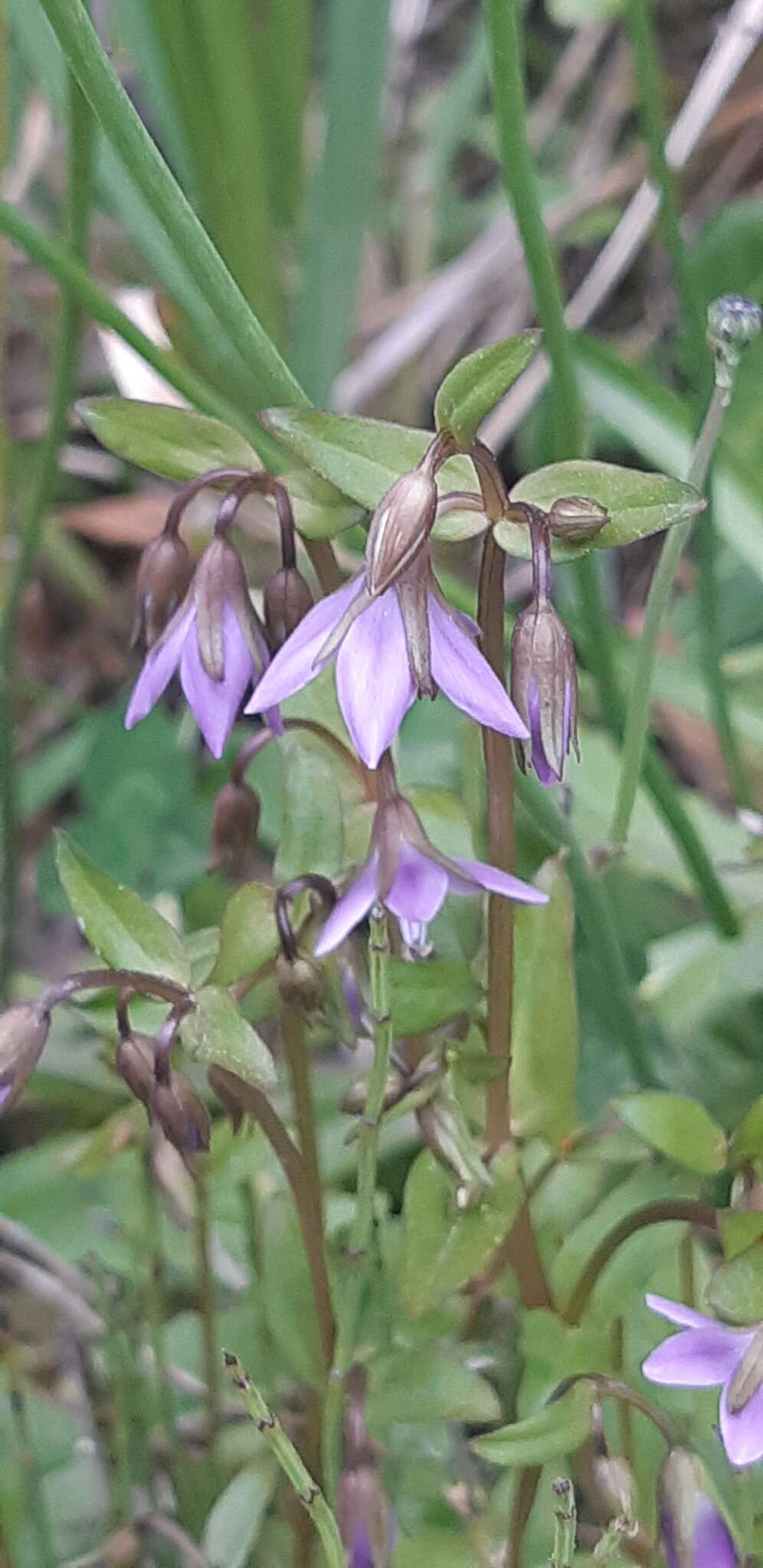 Image of Gentianella rapunculoides (Willd. ex Schultes) J. S. Pringle