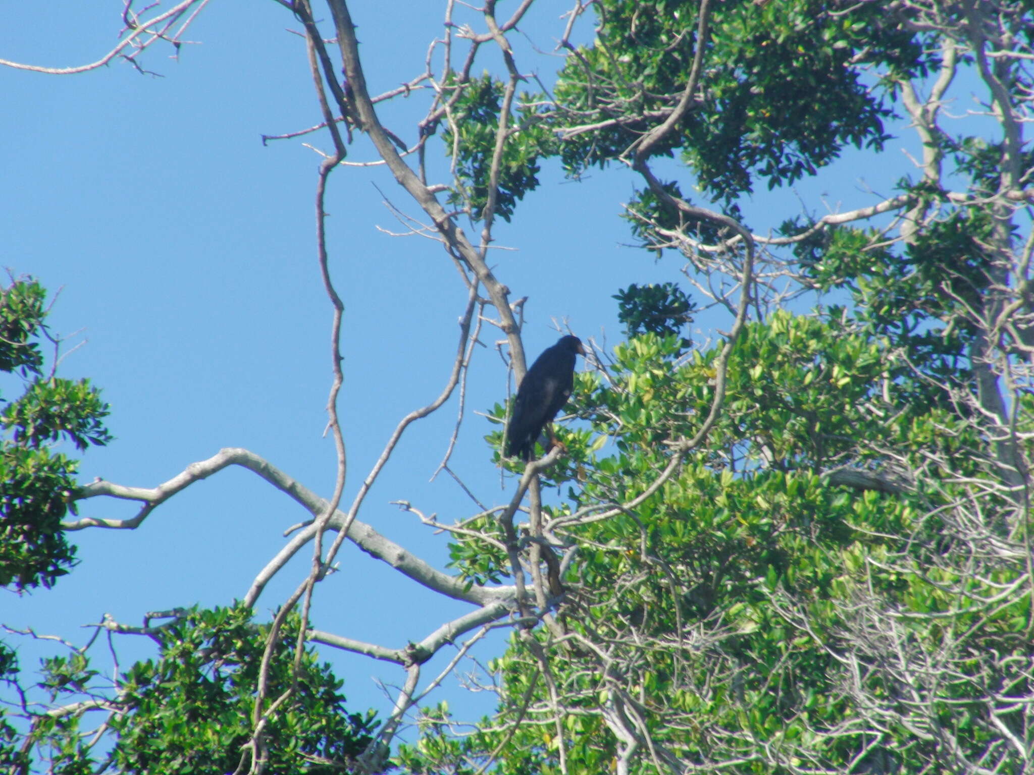 Imagem de Gavião-preto