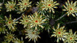 Image of Petrophile brevifolia Lindley