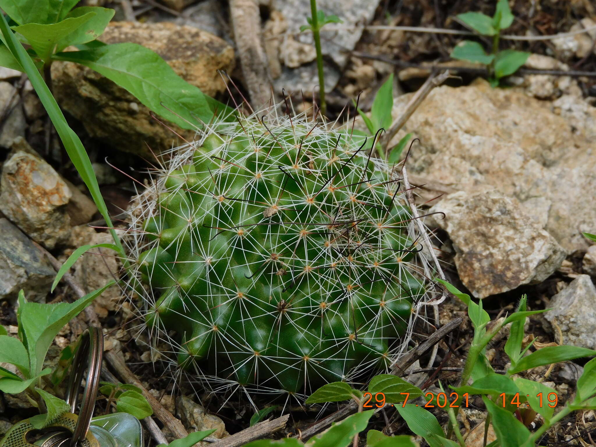 Image de Mammillaria beneckei Ehrenb.