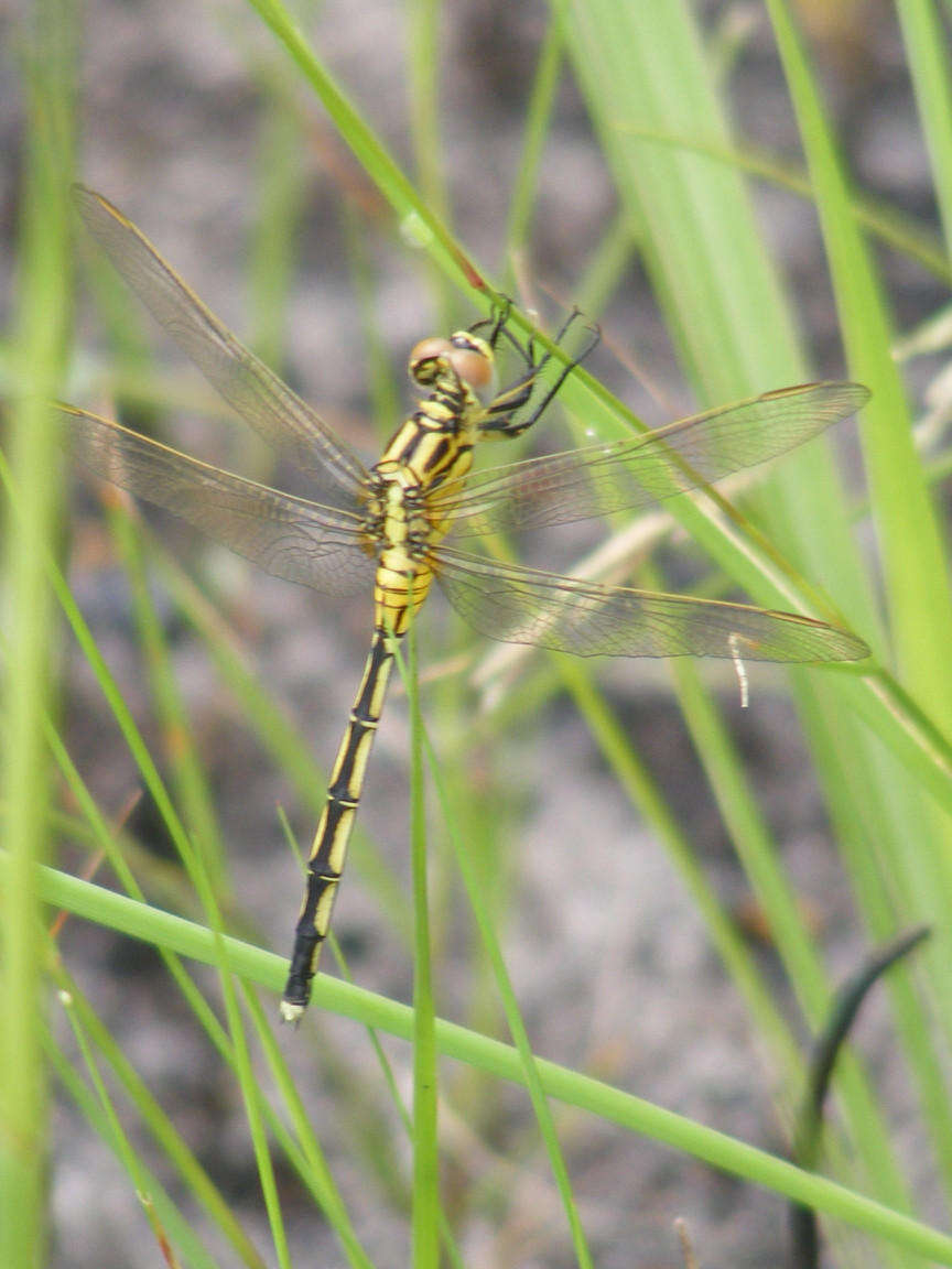 Image of Spectacled Skimmer