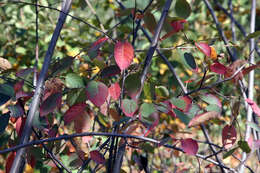 Image of Amelanchier grandiflora Rehd.