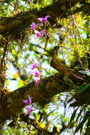 Image de Laelia anceps Lindl.