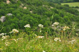 Image of corymbflower tansy