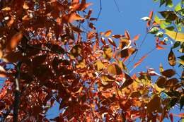 Image of Japanese Zelkova