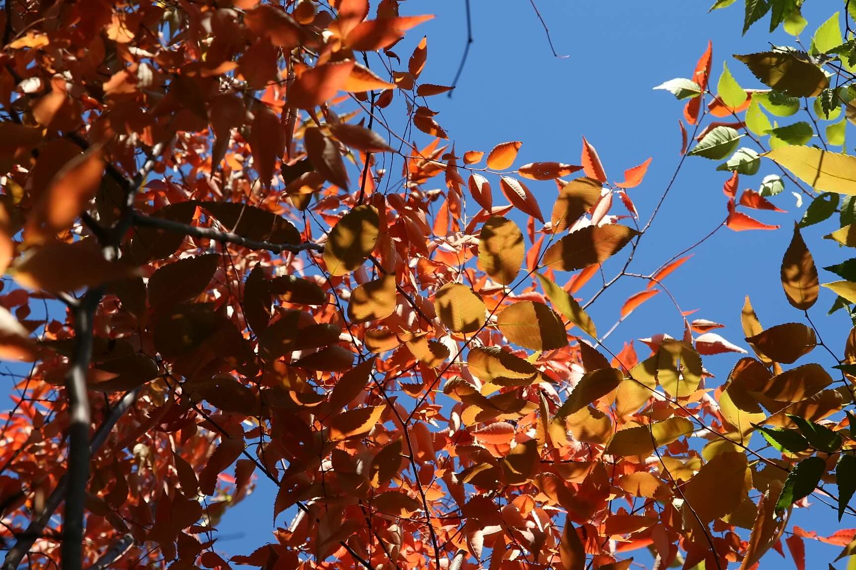 Image of Japanese Zelkova