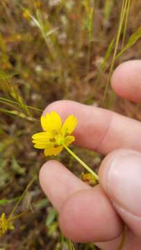 صورة Coreopsis stillmanii (A. Gray) Blake