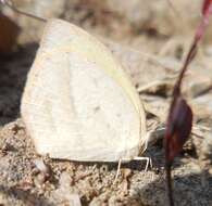 Image of Spotless Grass Yellow