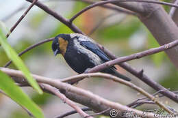 Image of Silver-backed Tanager