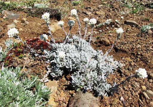 Image of American false candytuft