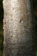 Image de Zelkova serrata (Thunb.) Makino