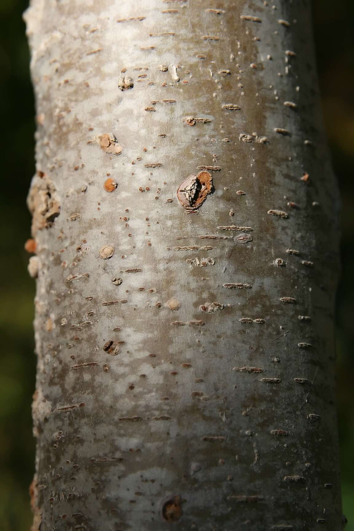 Image of Japanese Zelkova