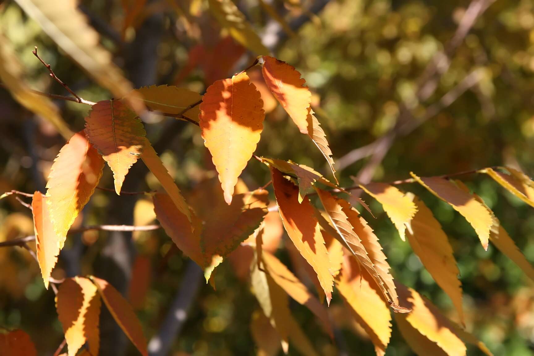 Image of Japanese Zelkova