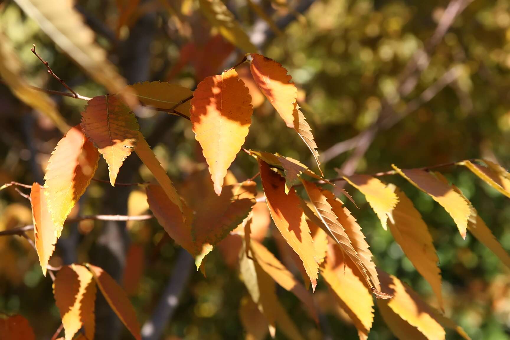 Image de Zelkova serrata (Thunb.) Makino