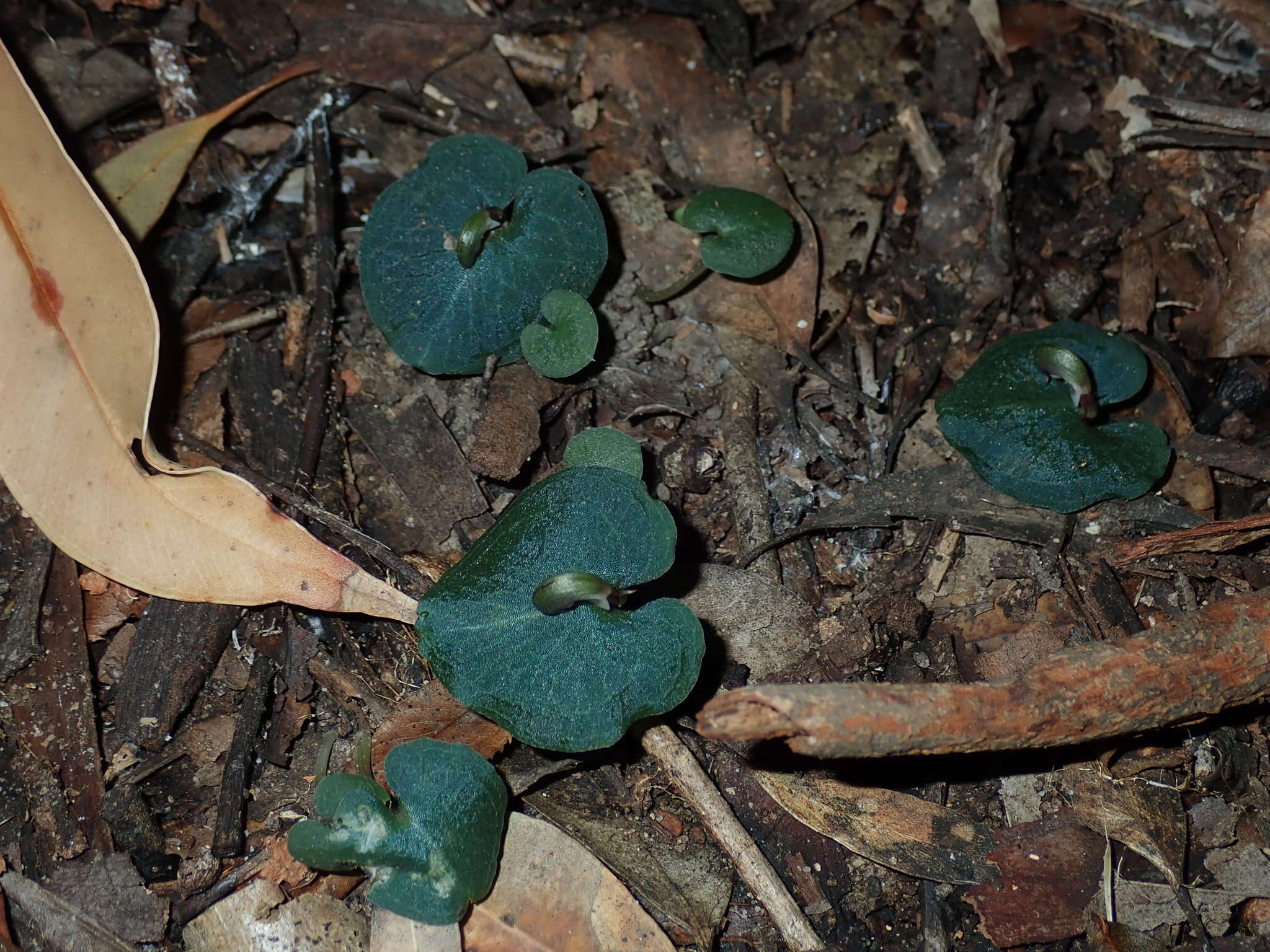 Image de Corybas aconitiflorus Salisb.