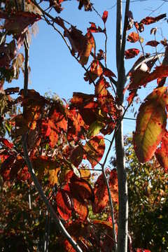 Image de Oxydendrum