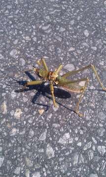 Image of Anatolian Predatory Bush-cricket