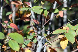 Image of Amelanchier grandiflora Rehd.