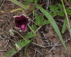 Plancia ëd Dicerocaryum forbesii (Decne.) A. E. van Wyk