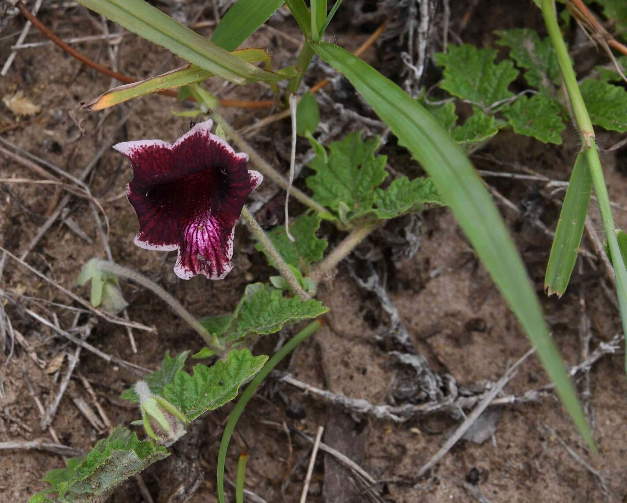 Plancia ëd Dicerocaryum forbesii (Decne.) A. E. van Wyk