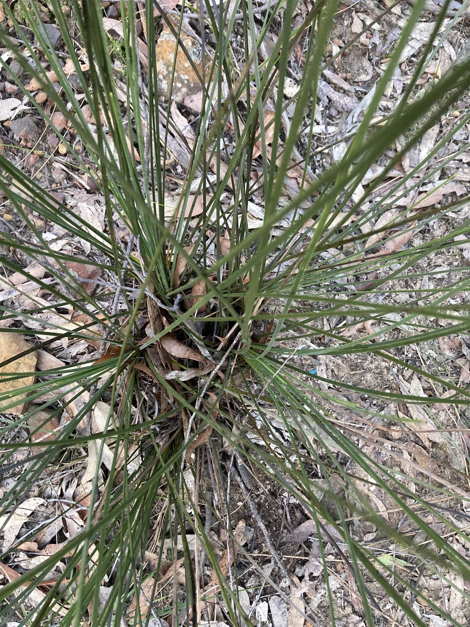 Image of Xanthorrhoea minor R. Br.